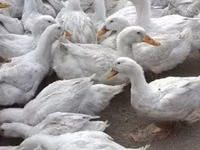 Geese — Foto 1