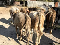 காளை, Swiss cattle — புகைப்படம் 3