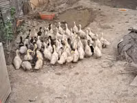 Pekin Alemão — foto 5