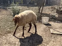 نعجة, الأغنام — الصورة 7