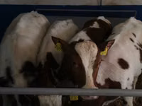 Toro, Simmental cattle — foto 2