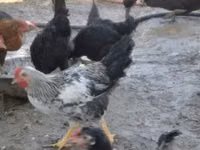 Chickens — foto 3