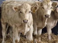 أبقار (دفعة، الجنس غير محدد), Simmental cattle — الصورة 3