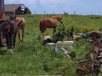 Jument, Chevaux — photo 2