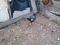 Chickens — الصورة 4