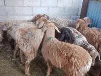 Ovce, Arashan sheep — foto 4