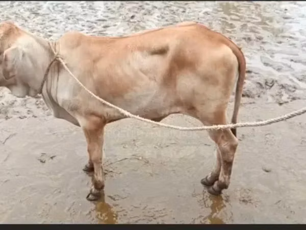 母牛, Brahman