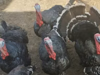 Turkeys — zdjęcie 1