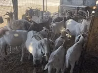 Cabras (lote, sexo no especificado), Cabras — foto 3