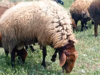 Schaf, Schafe — Foto 1