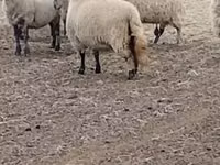 Schaf, Merino sheep — Foto 2