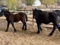 母马, Horses — 照片 4