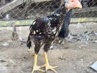 Australorp — foto 4