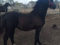 母马, Horses — 照片 3
