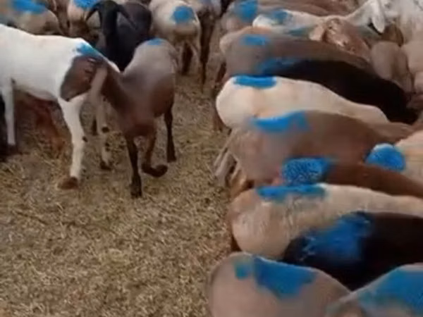 ஆண் ஆடு, Rhon sheep