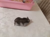 Siçan/hamster ile 2 mərtəbəli!qəfəs dəsti 'qızdı yemək və qumu ile — Foto 5