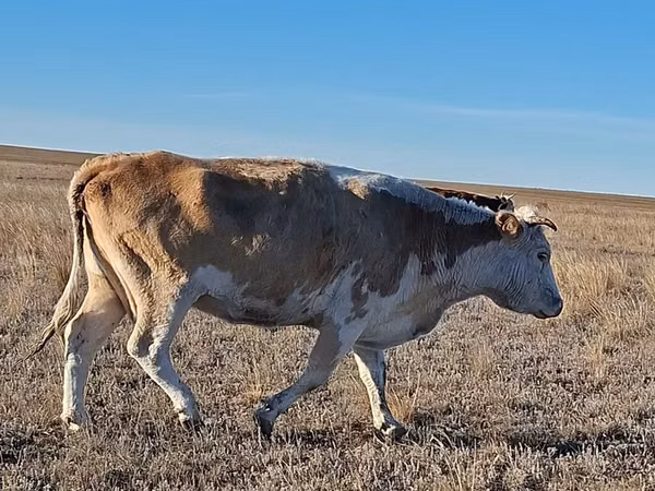 Sigir, Simmental cattle