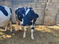 Krava, Russian Black pied cattle — foto 2