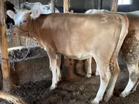 காளை, Simmental cattle — புகைப்படம் 1