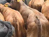 Skot (série, pohlaví neuvedeno), Simmental cattle — foto 6