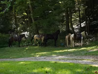 Caballo, Pinto horses — foto 3