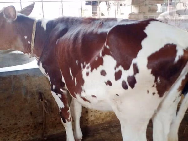母牛, Simmental cattle