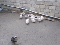 Ducks — zdjęcie 3
