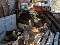 Ducks — 2-rasm