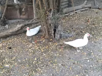 Geese — foto 3