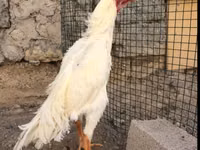 Малайская бойцовая — сүрөт 1