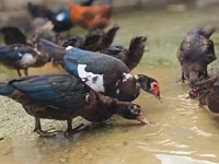 Ducks — 写真 2