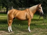 Cavalo, Quarter Horse — foto 1