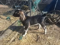 Koza, Alpine goat — zdjęcie 6