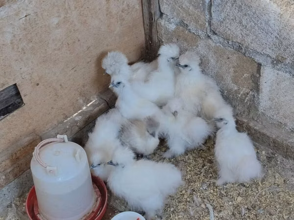 Silkie