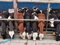 أبقار (دفعة، الجنس غير محدد), Simmental cattle — الصورة 2