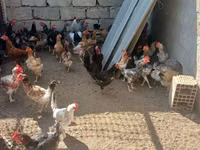 Chickens — photo 2