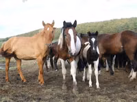 குதிரைகள் (தொகுதி, பாலினம் குறிப்பிடப்படவில்லை), Horse breed — புகைப்படம் 7