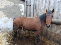 Yegua, Caballos — foto 2