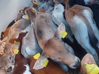 Qoramol (partiya, jinsi ko‘rsatilmagan), Simmental cattle — 2-rasm