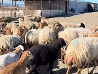 ஆண் ஆடு, ஆடுகள் — புகைப்படம் 5