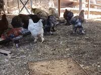 Brahma — Foto 3