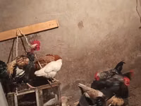 Chickens — zdjęcie 2