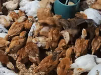 Chickens — foto 3