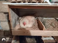 Chickens — zdjęcie 1