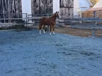 Cheval, Welsh Cob — photo 3