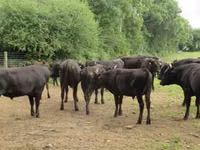 Touro, Wagyu — foto 2