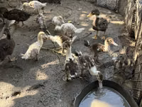Ducks — फ़ोटो 3