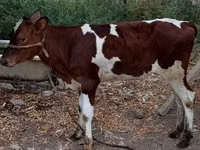 Vaca, Simmental cattle — foto 2