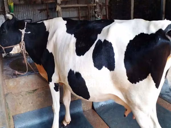 İnek, Holstein ırkı
