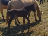 Jument, Kazakh horse — photo 4